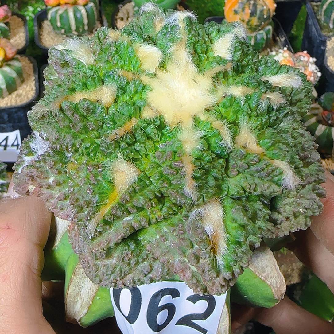 大龟甲哥062福利