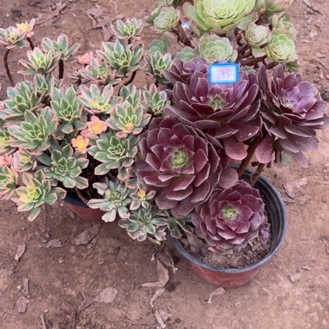 843多肉植物组合，