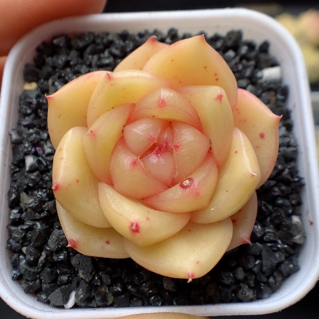 多肉植物。 糖心3