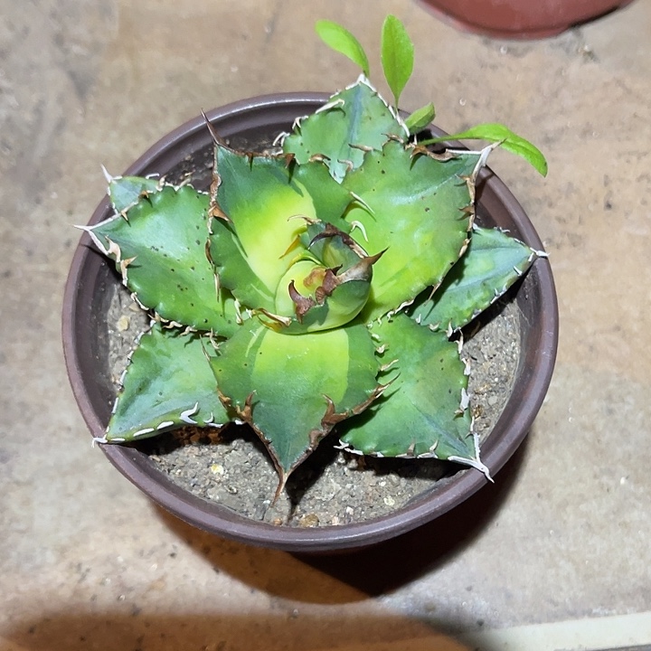 满38包邮2天凑单，脱土晾根发货多肉植物