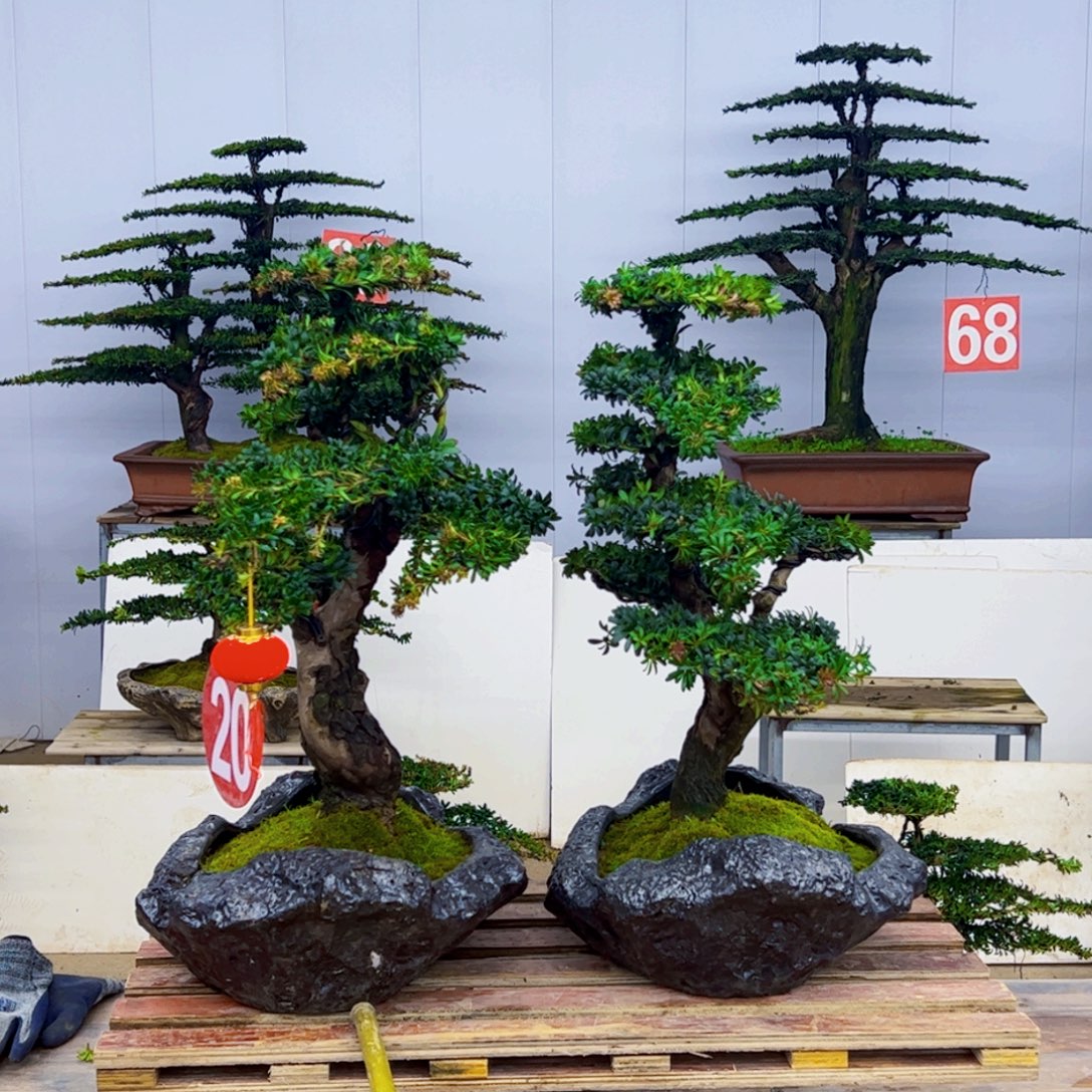 无花朵罗汉松盆景造型艺术作品