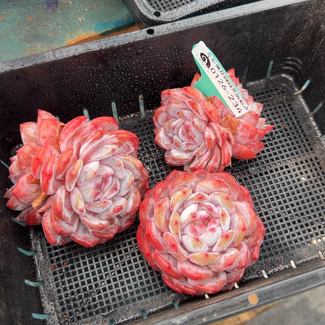 多肉一物一拍0126-234