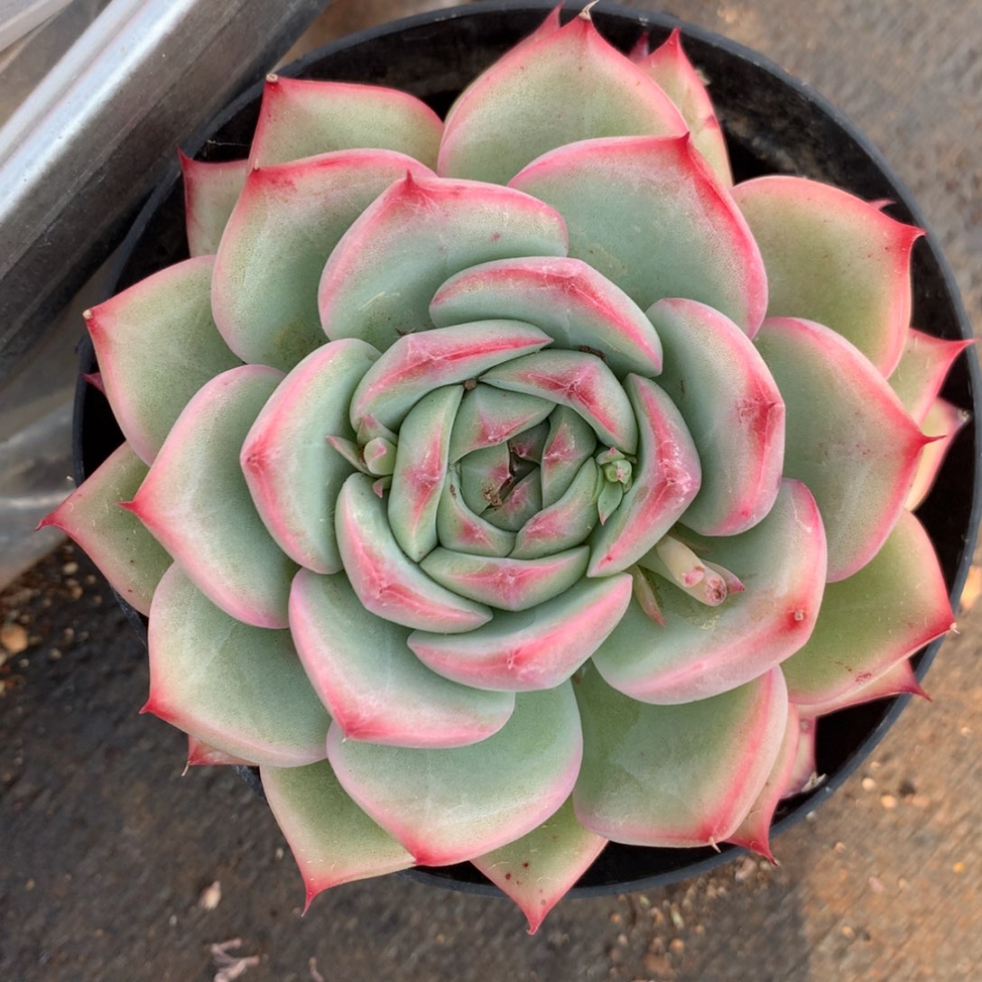 6224杂交精品基地10厘米