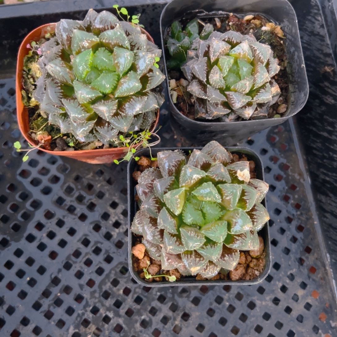 红岩玉露多肉多肉一颗