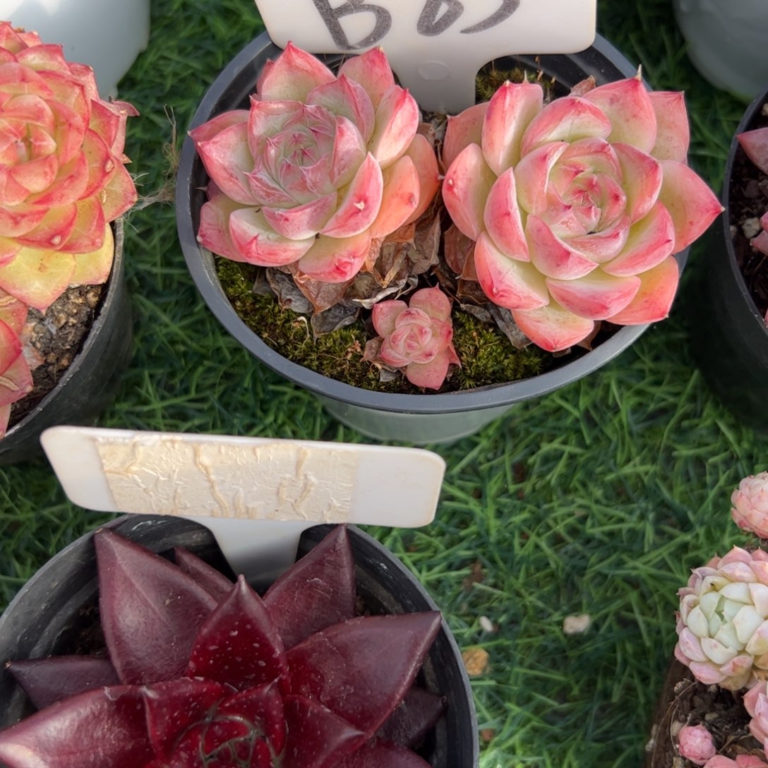 水晶玫瑰多肉植物