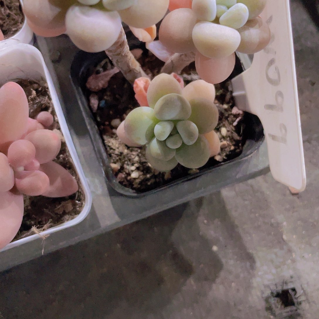 蓬****包洛神w099一物一拍