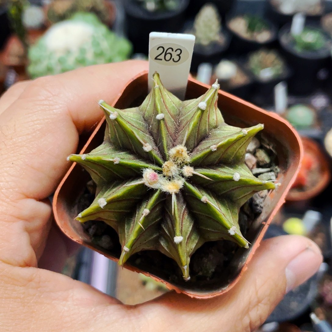 仙人球裸根25包邮烟花肋骨 5公分