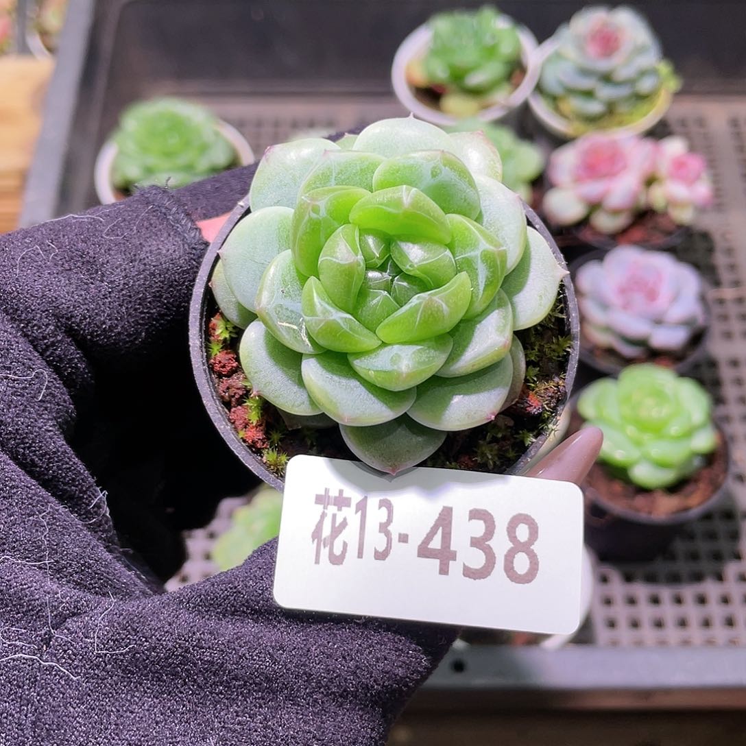 花利美13-438珍妮