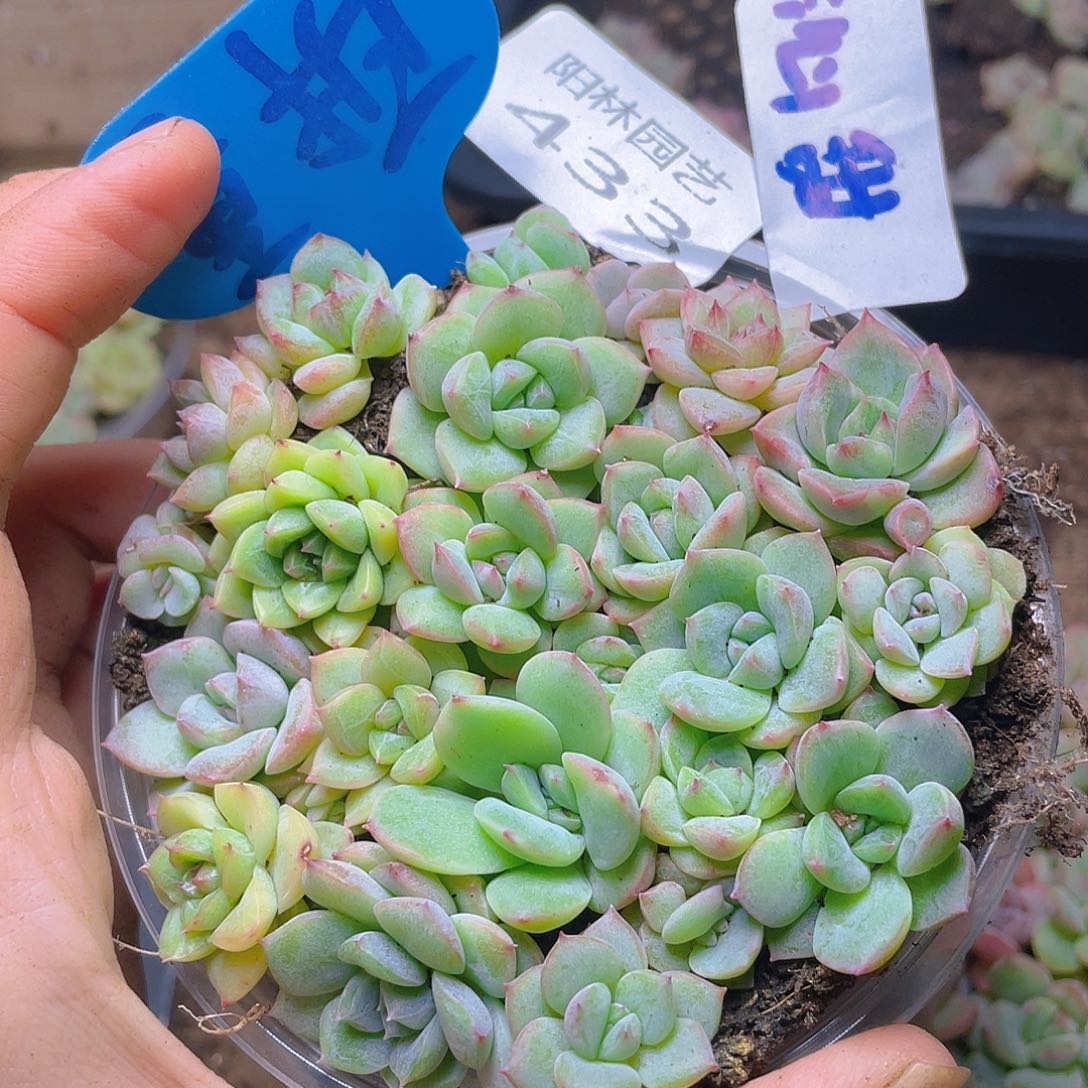 量拍多肉植物多肉植物433