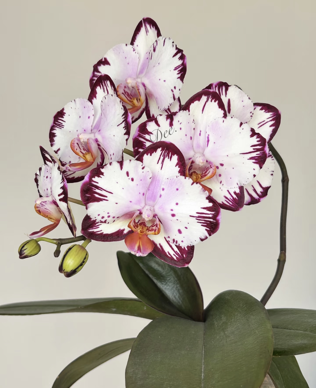 蝴蝶兰【哈根达斯】2.5杯苗无花无剑（根弱）