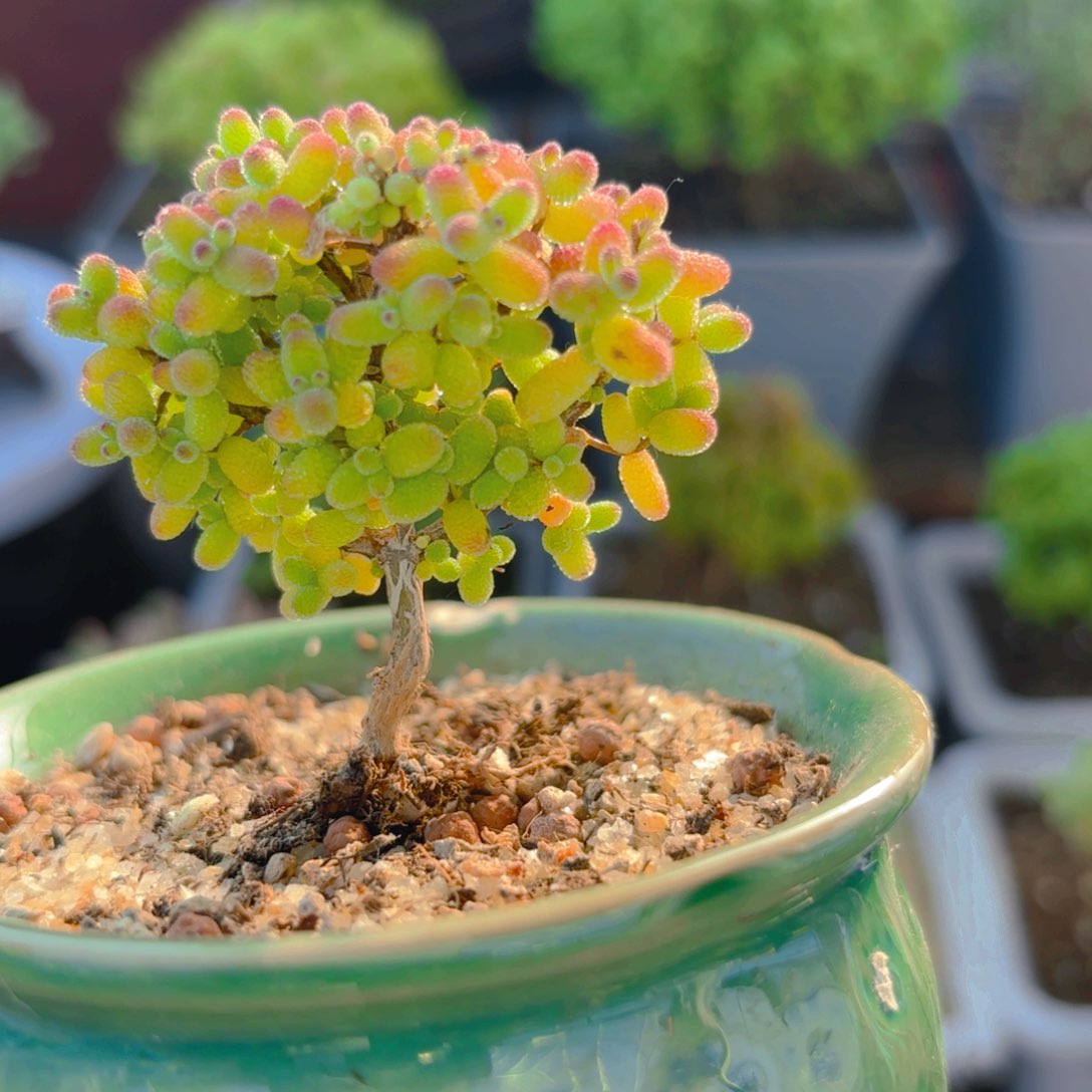 带盆金橘糖球663。