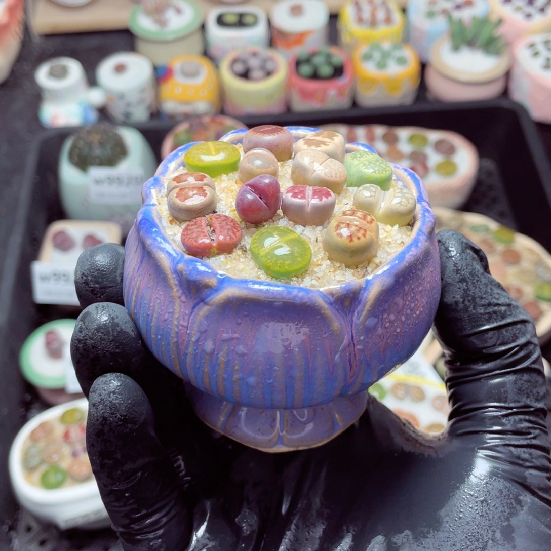 w9939--带盆土发货，零下地区拍保温箱