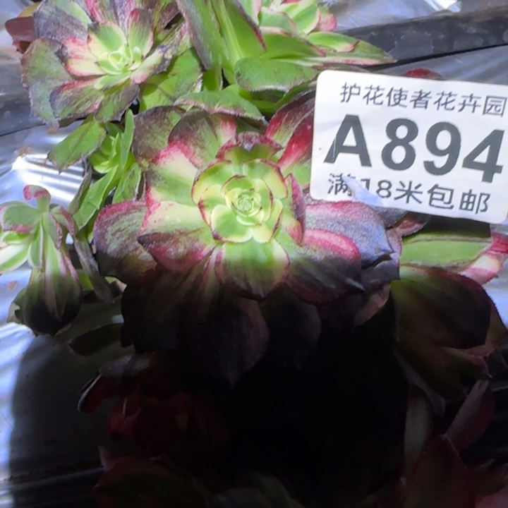 多肉法师伯爵朵朵