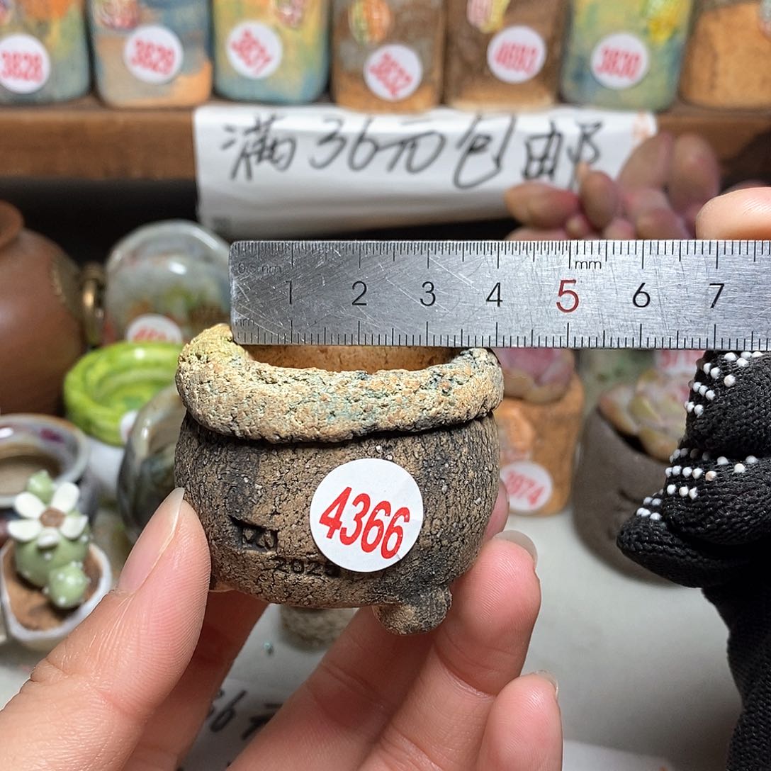 红陶拍5送一个小