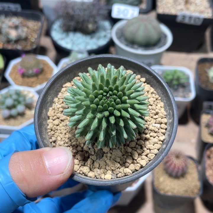 269实生大戟科海胆