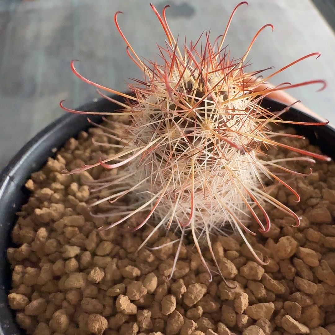 M***g实生乳突脱土发货