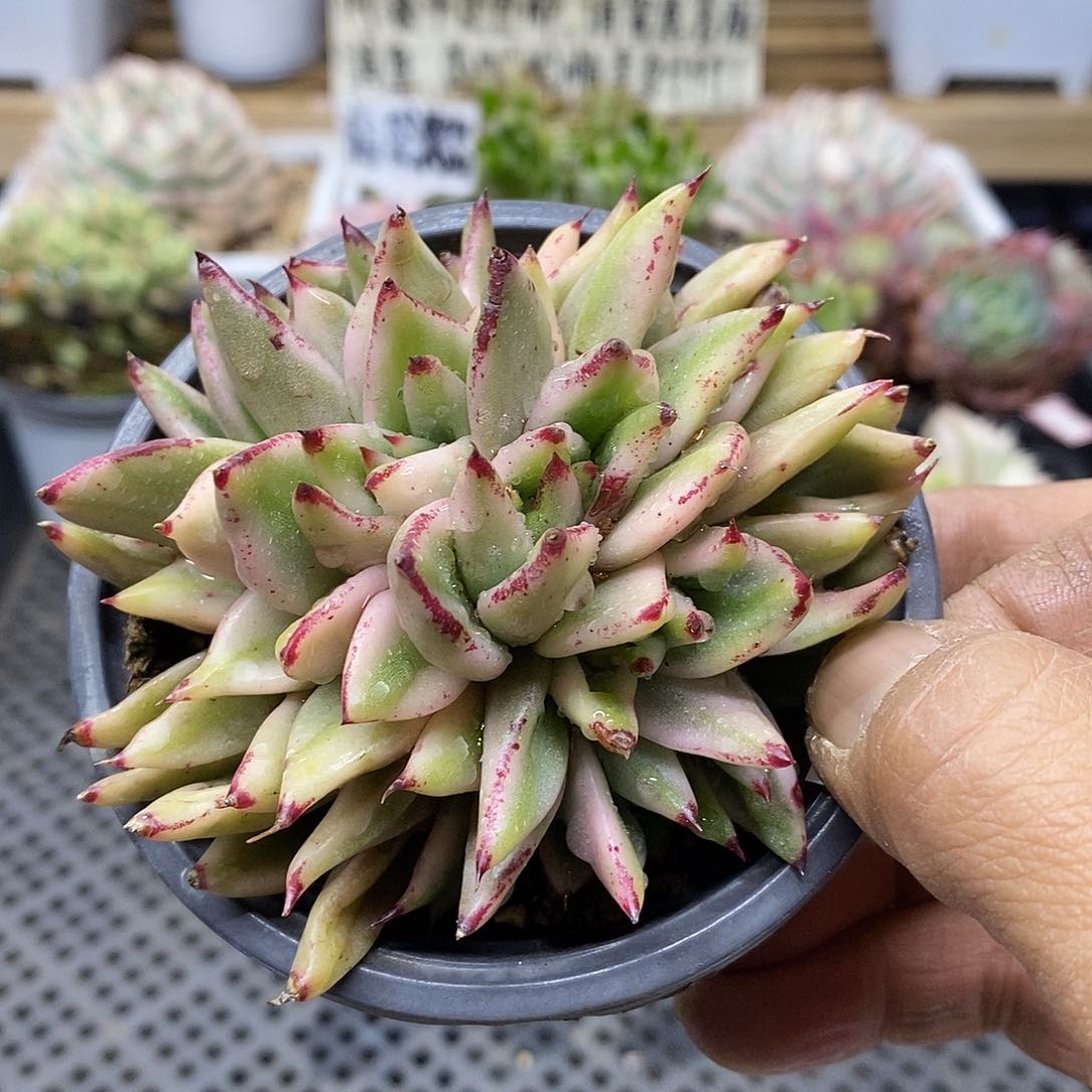 01137 艾克魂宽锦朵朵缀