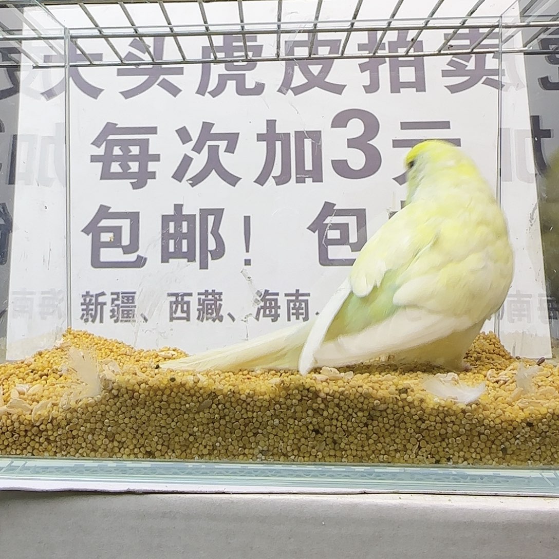 虎皮鹦鹉大头鹦鹉