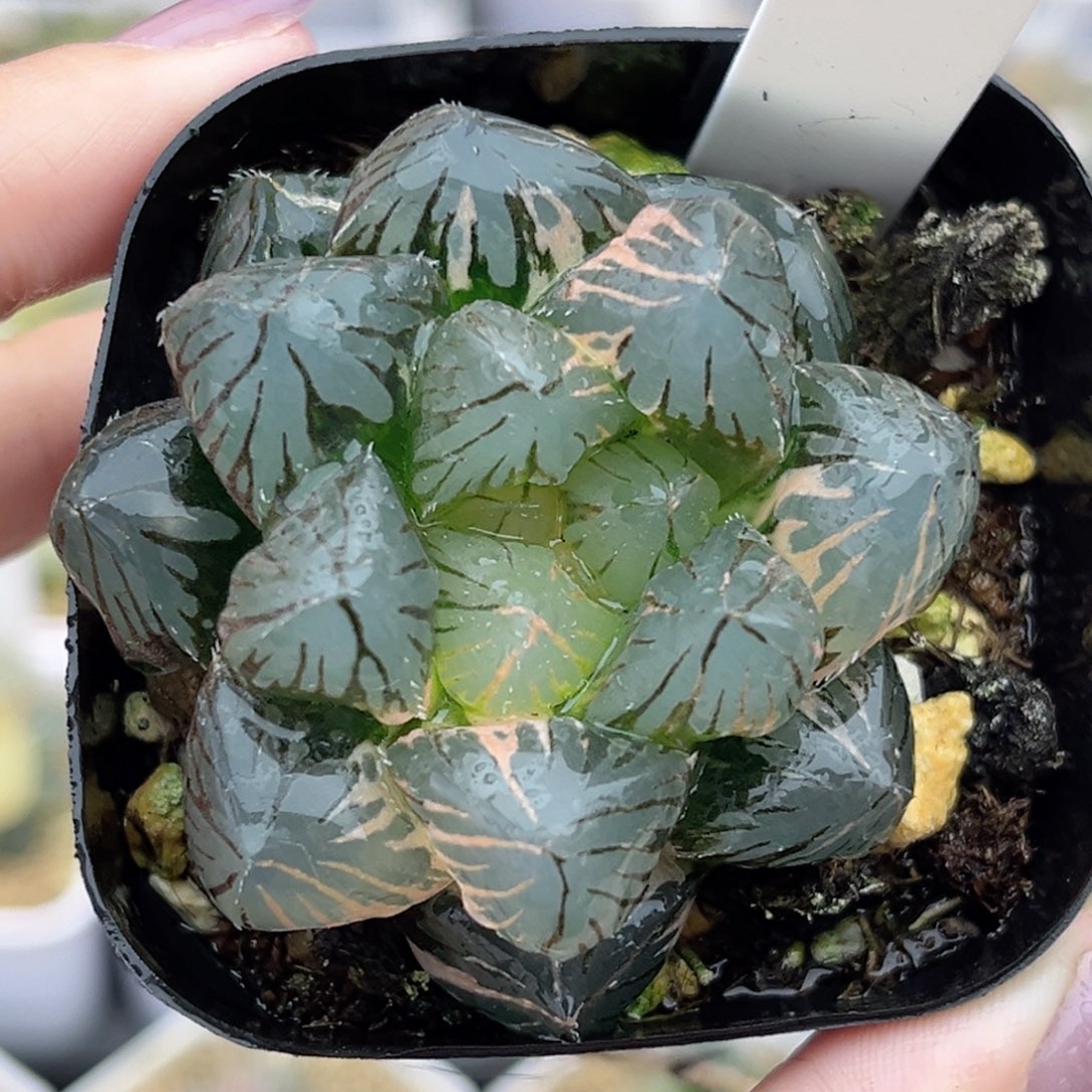 42大窗om玉露锦福利专场