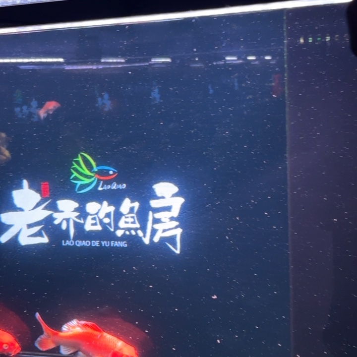 上***水蝴蝶鲤鱼13号大缸红色两条