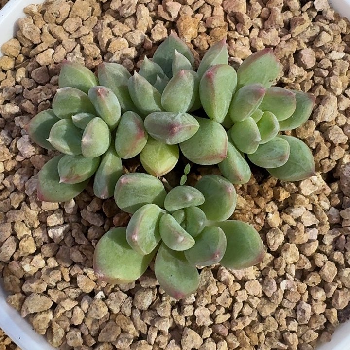 青柠美人104多肉植物
