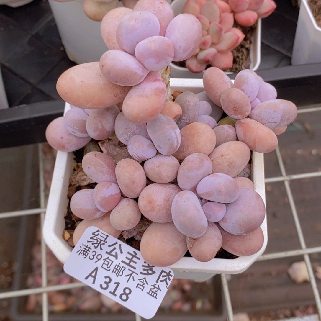 水光针奶酪10cm318多肉植物