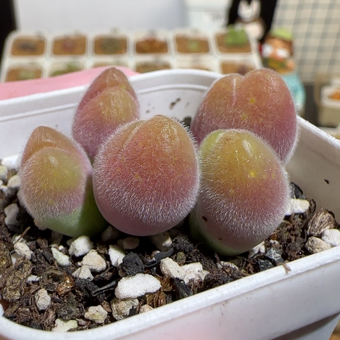 肉锥多肉植物组合-长毛翠滴1419