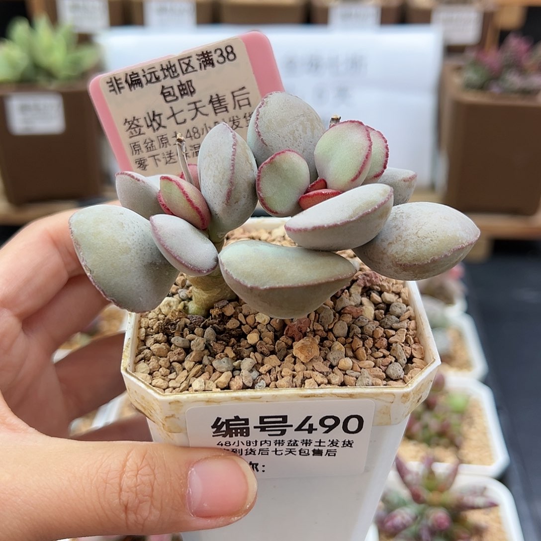 490白肌红蛋多肉