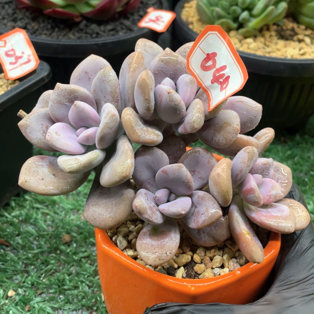 040 一物一拍28包邮非偏远