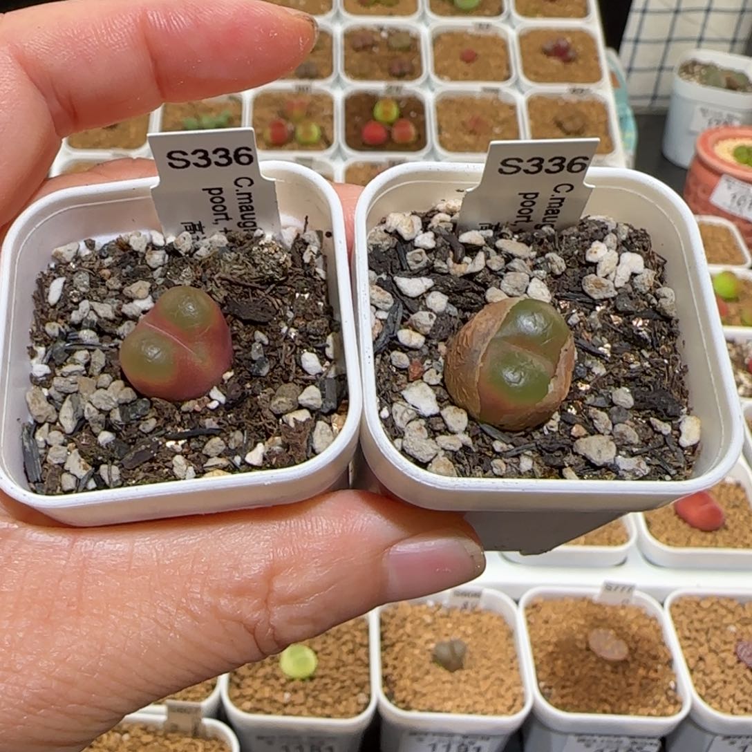 张****哈肉锥多肉植物百科-1239高透顶1239