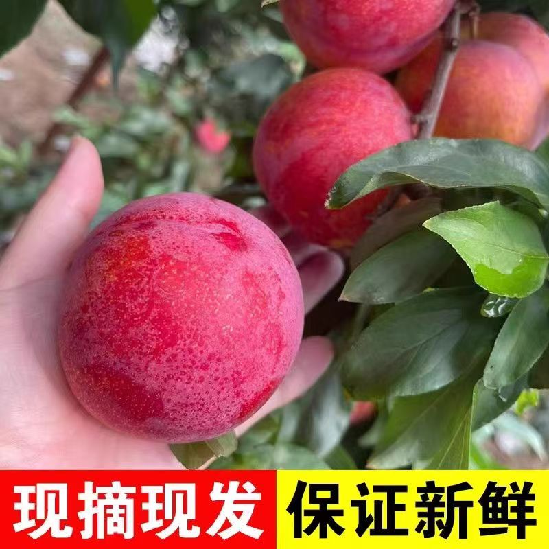 现摘现发新鲜前卫好大红袍李子大果红皮黄心应季水果脆甜蜂糖李子
