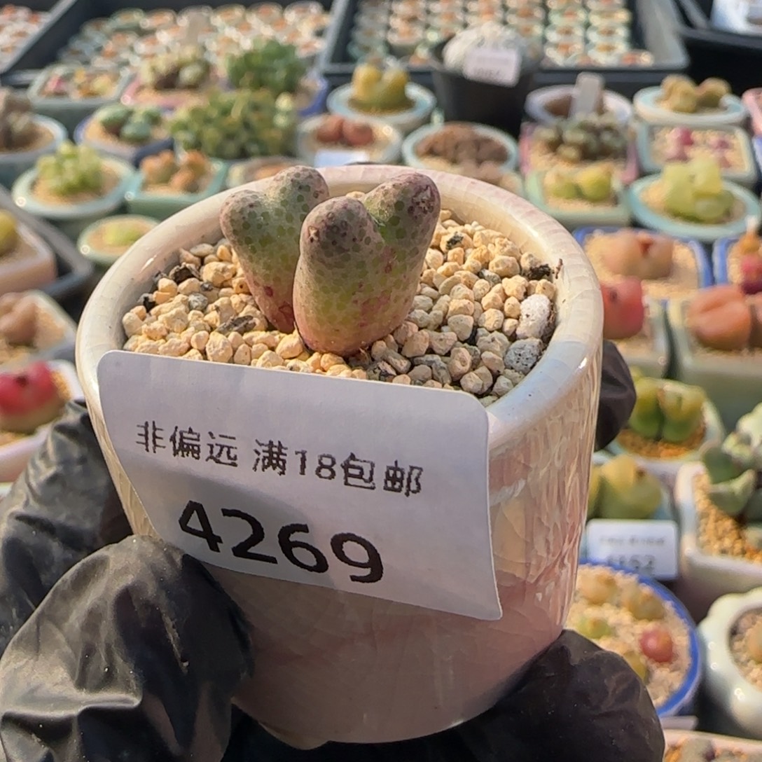 4269--一物一拍 带盆