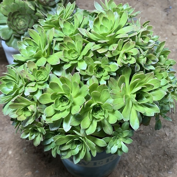 多肉植物法师碧火45