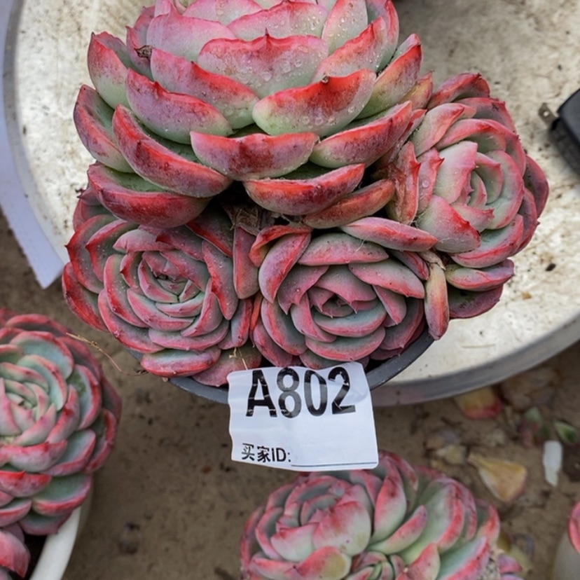 【闪购商品】✨****✨多肉植物和