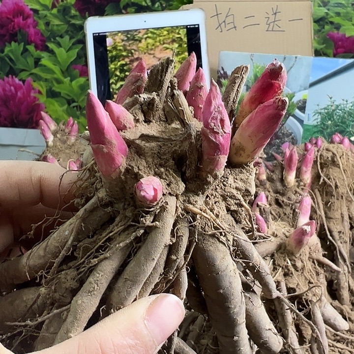 完全开放老忠诚红色