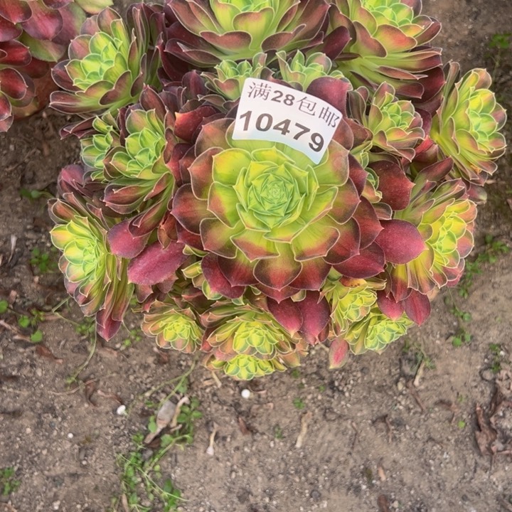 10479韶华多肉植物
