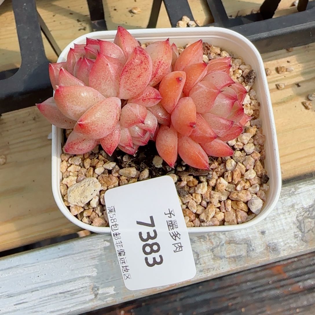 孤品珍妮福利，7383多肉