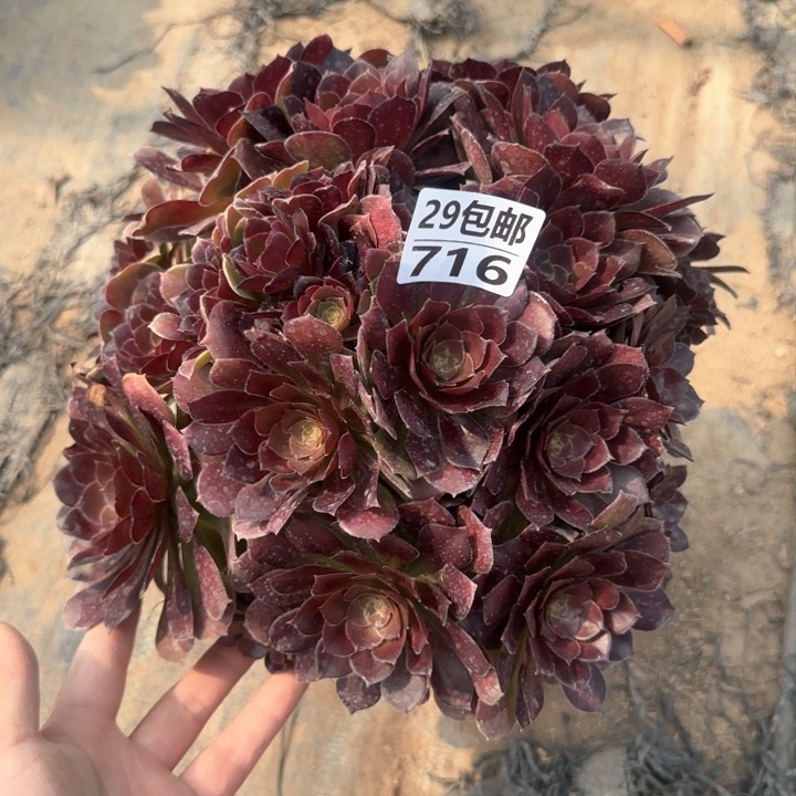 荷兰玫瑰……多肉植物……