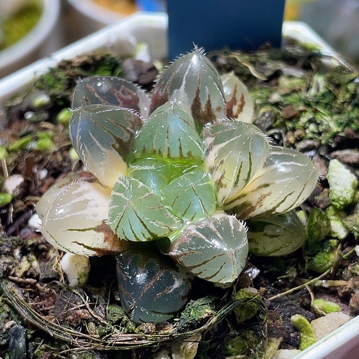 598赤线锦特选福利