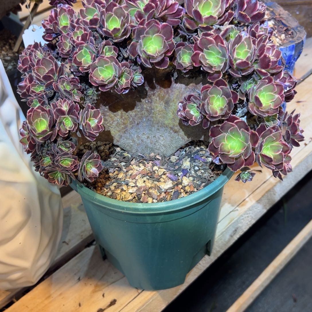 欧嘉莉整版全朵朵老桩