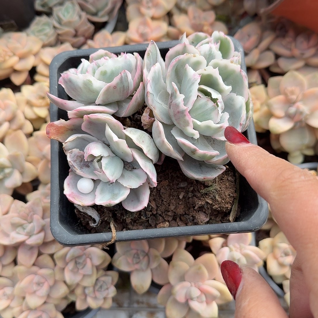 伯克利锦多肉植物精品