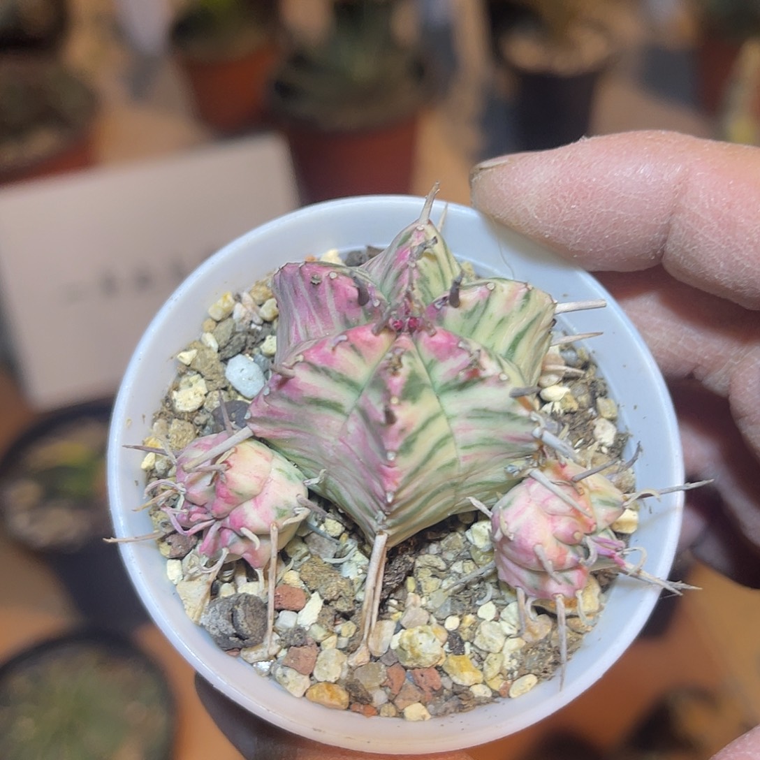 斑马大戟锦一物一拍