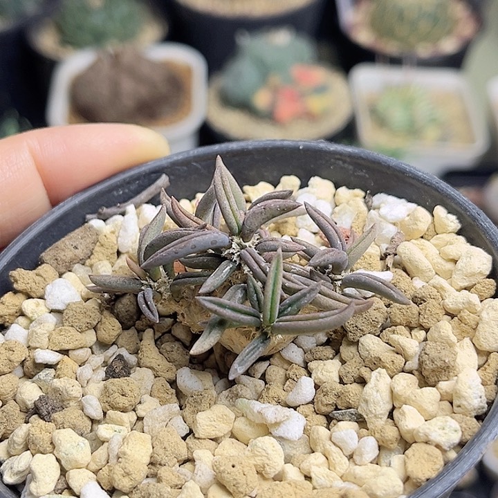 雀舌麒麟块根一颗