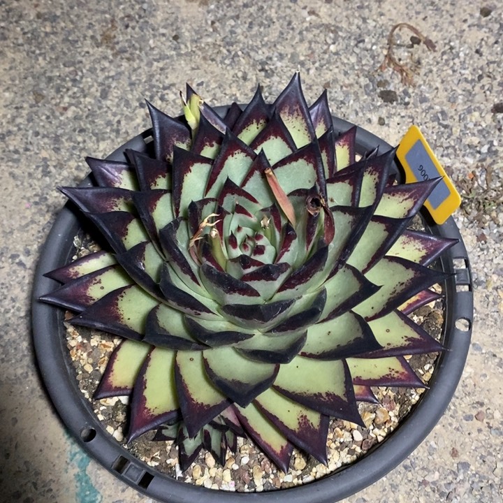 旭****f900k旭日东升z'z'25.3.5