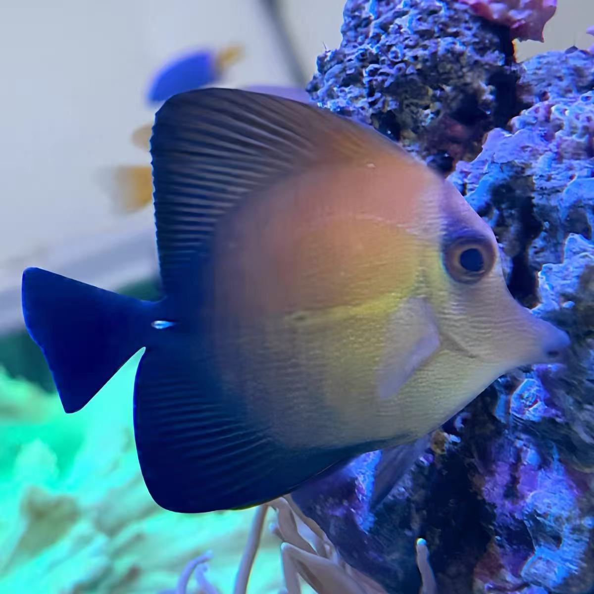 海水观赏鱼三角吊养定精检疫秒颗粒顺丰包邮包损吊类易养活易开口