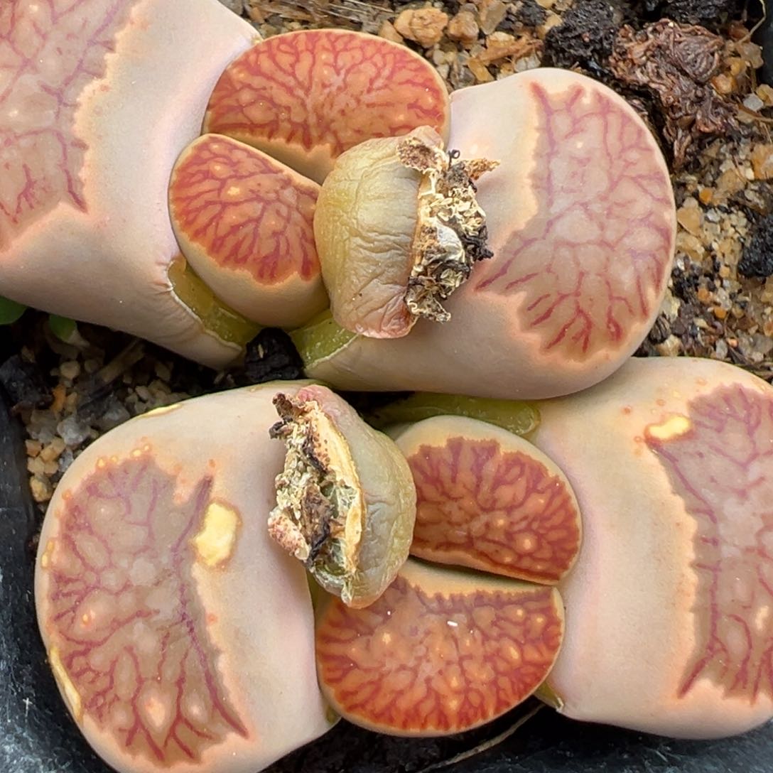 2.18好看的多肉237