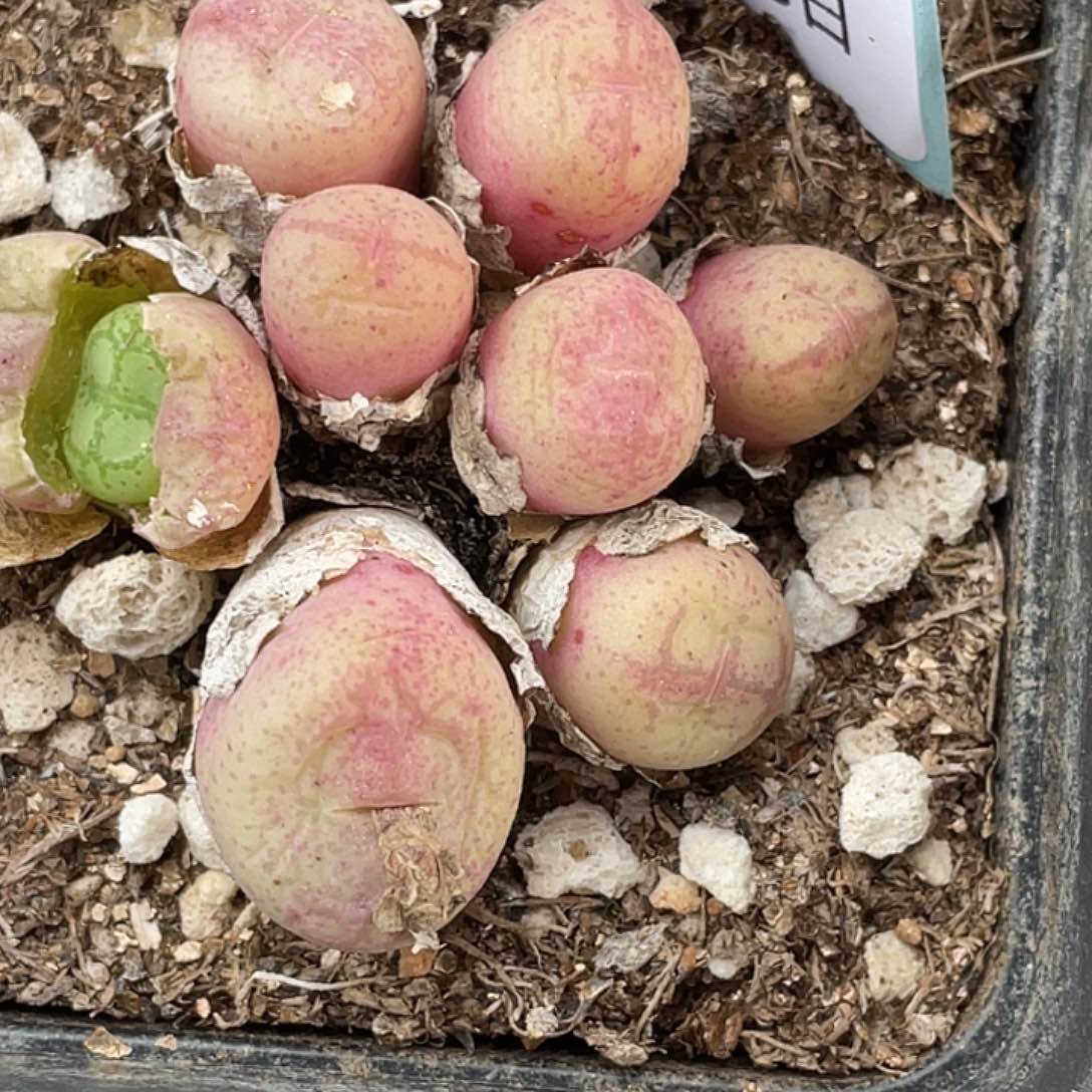 8-60猴多肉植物肉锥