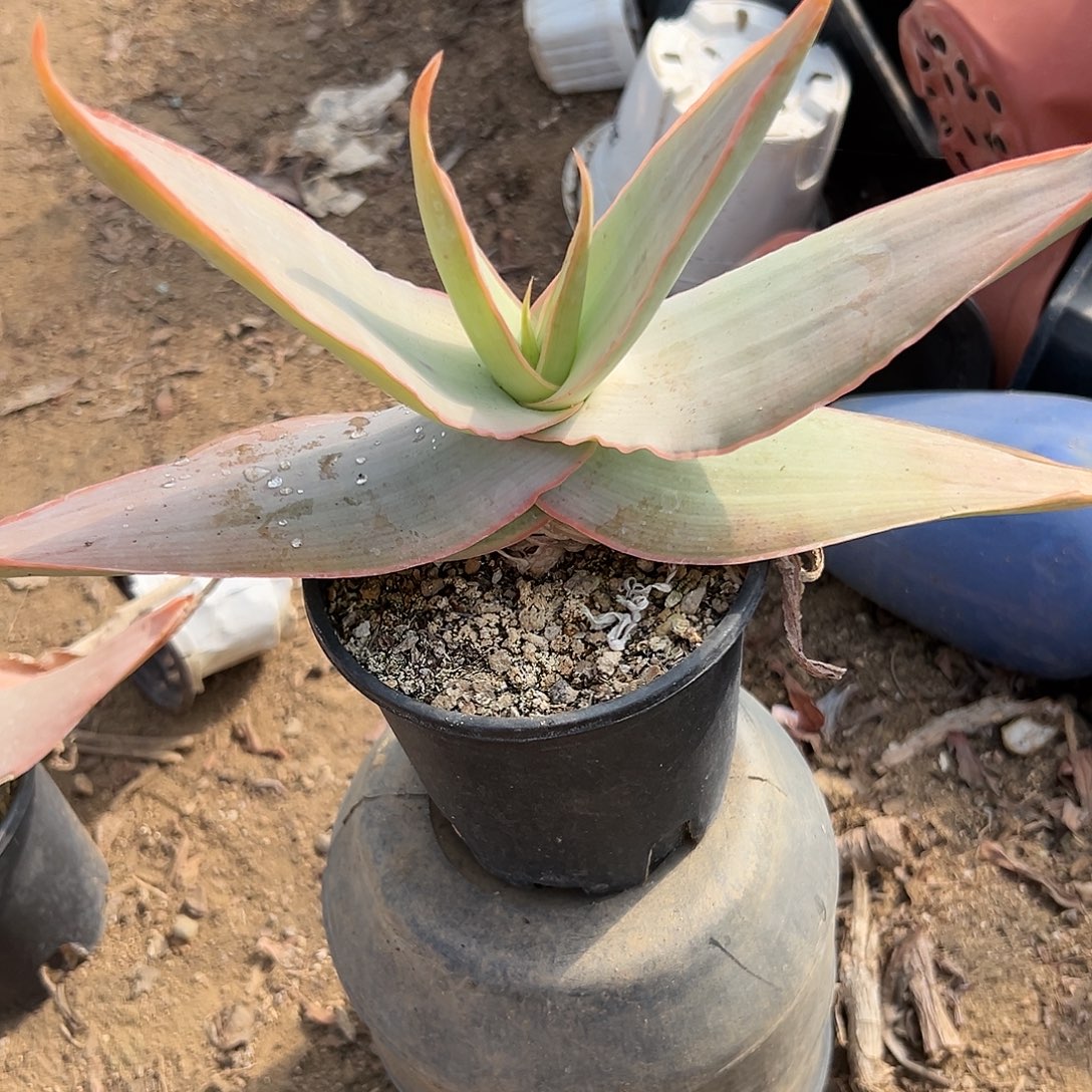 多肉植物银芳锦单头
