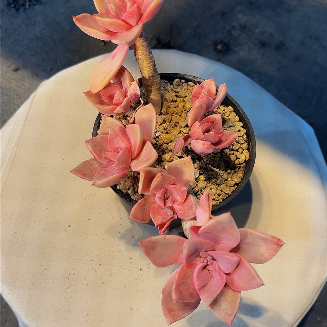 晚****话初恋多肉 一物一拍9.9