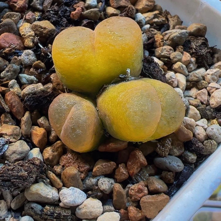 652多肉植物种类多样